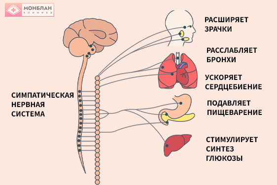 Влияние симпатической нервной системы (инфографика)